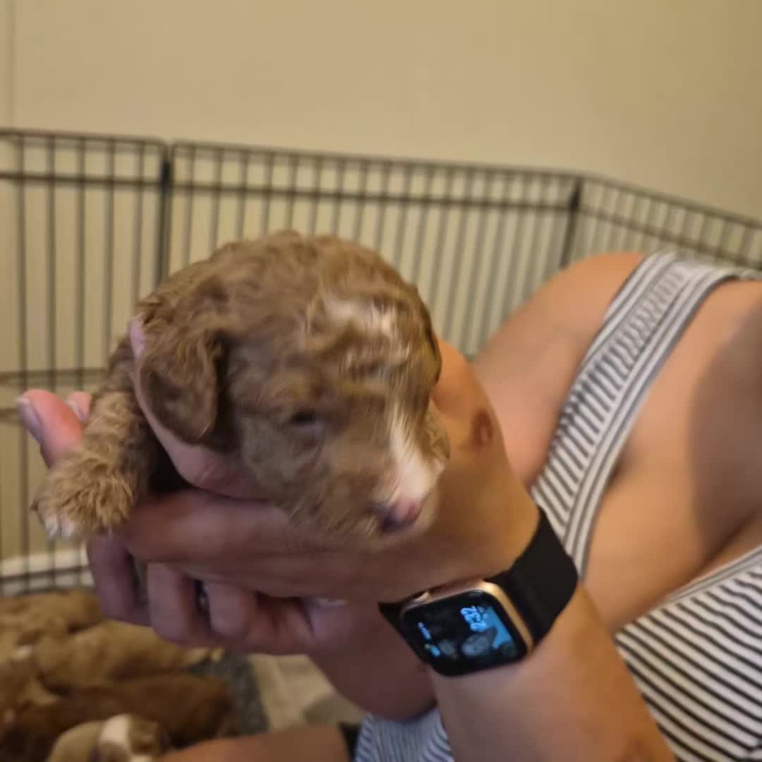 @Barb's Precious Pups