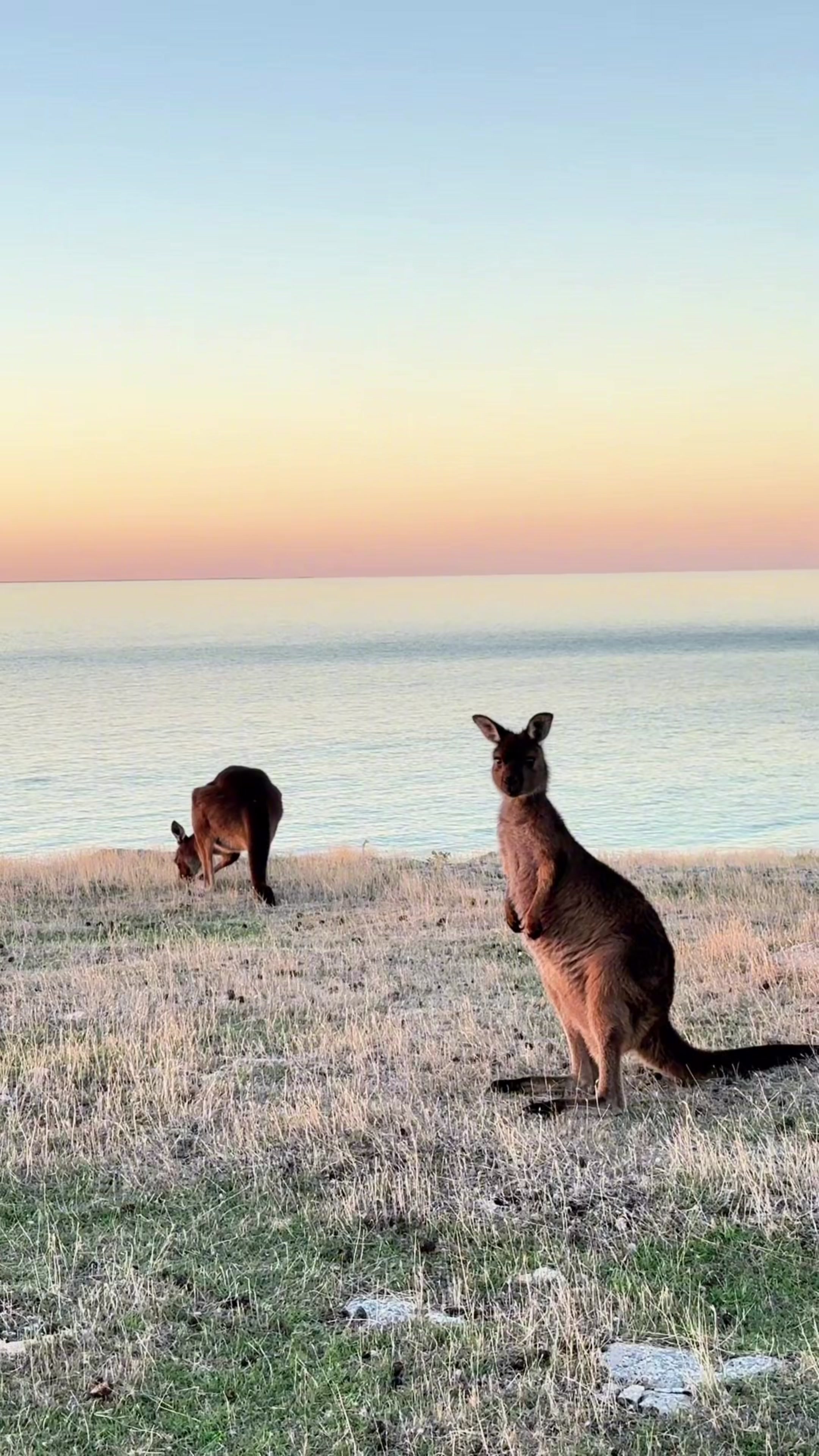 @Australia