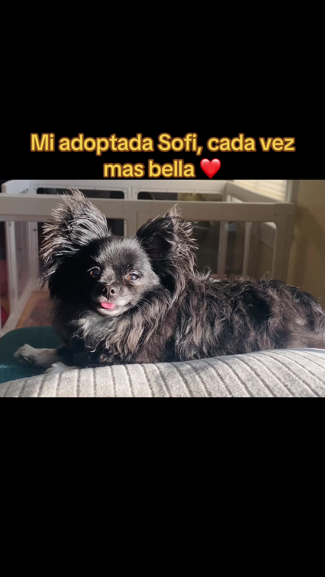 @profetrivella