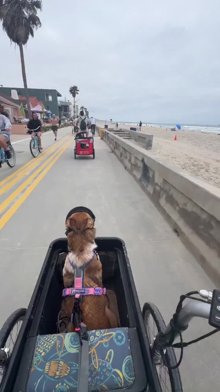 @Marissa | K9 Fitness Coach 🐾
