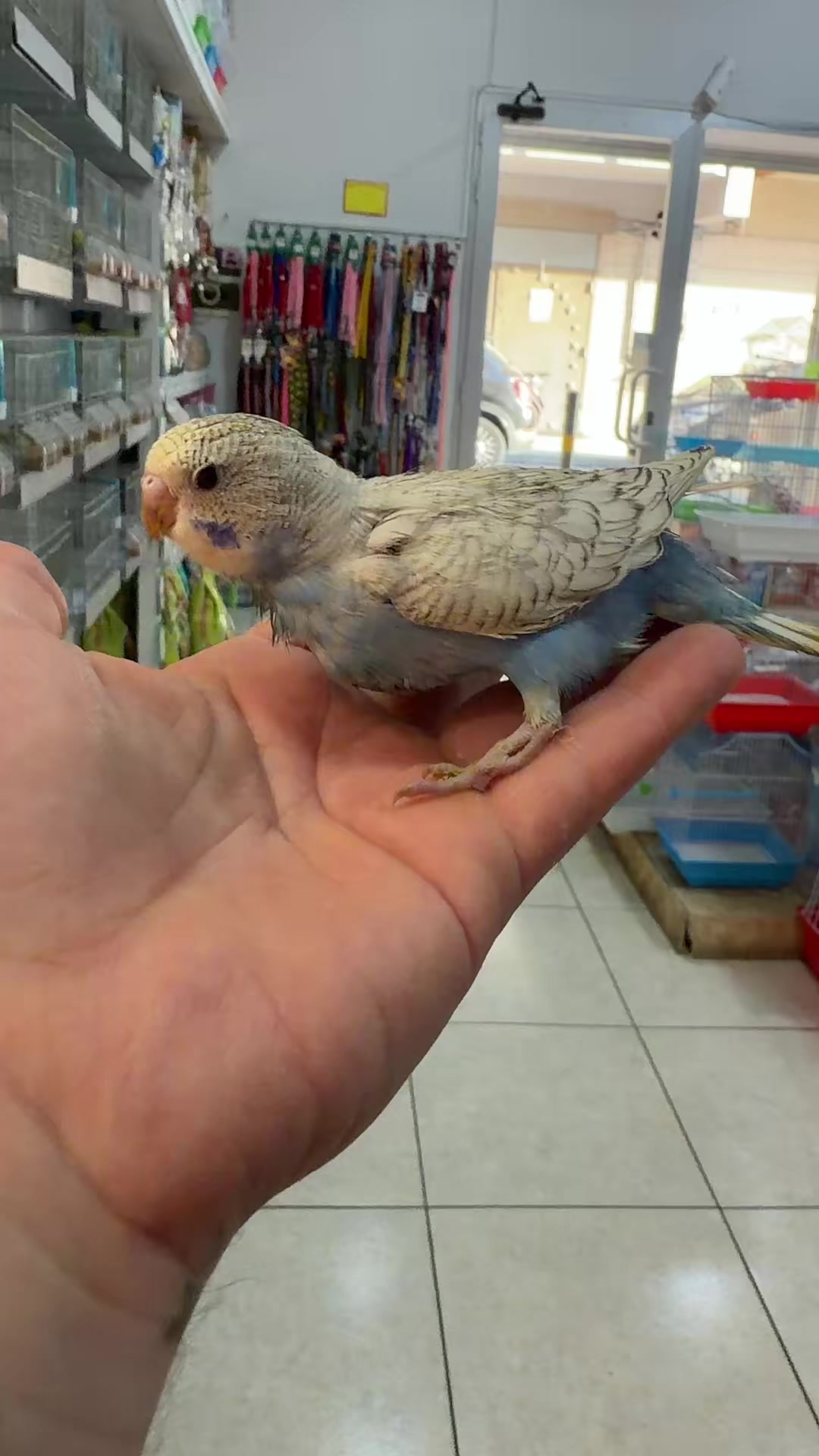 @Baby’s Bird