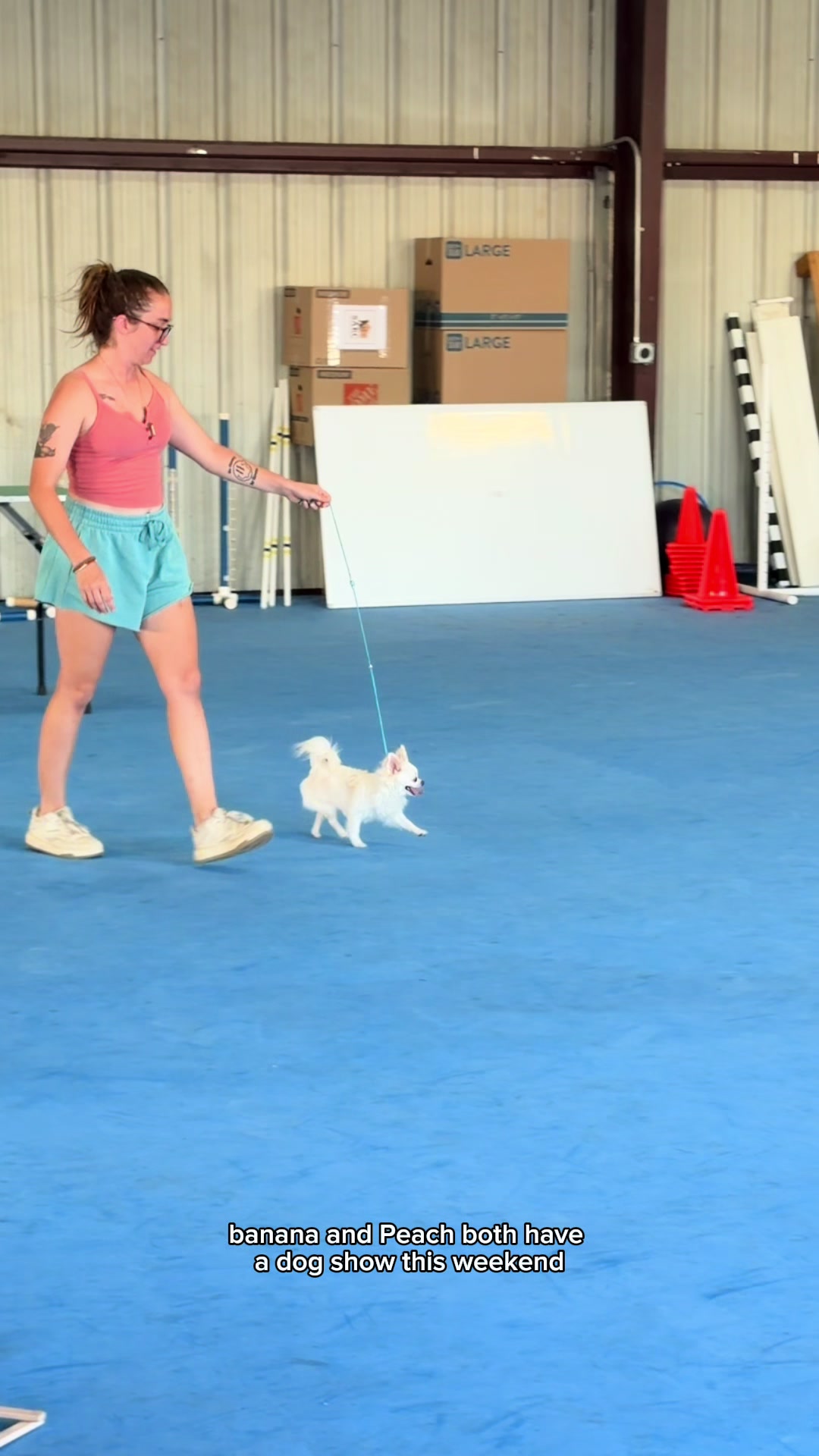 @CanineAntics