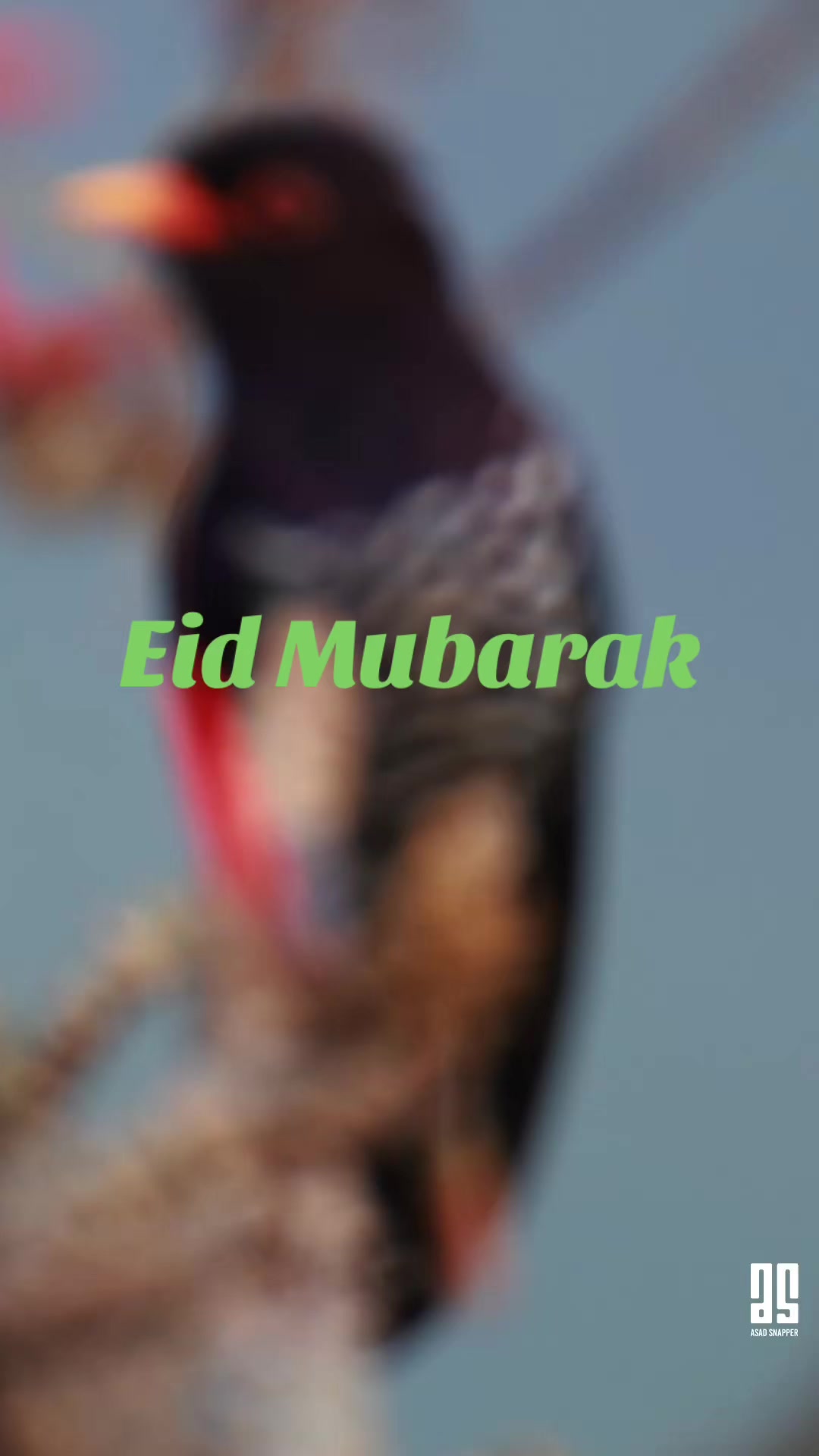 @Asad Snapper