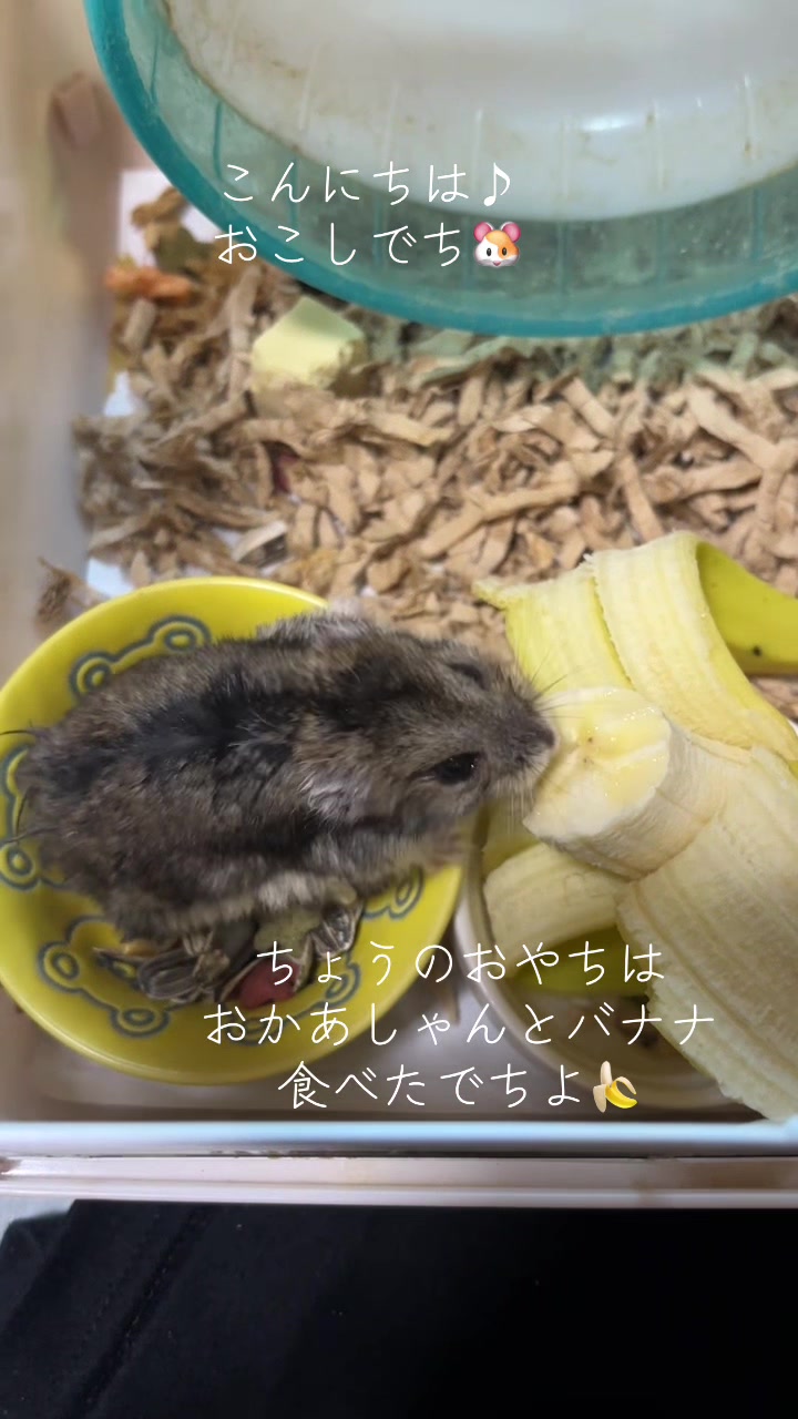 @big mama 🐹🐕🧅💜
