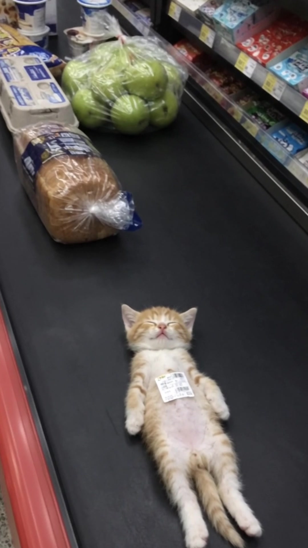@cat memes