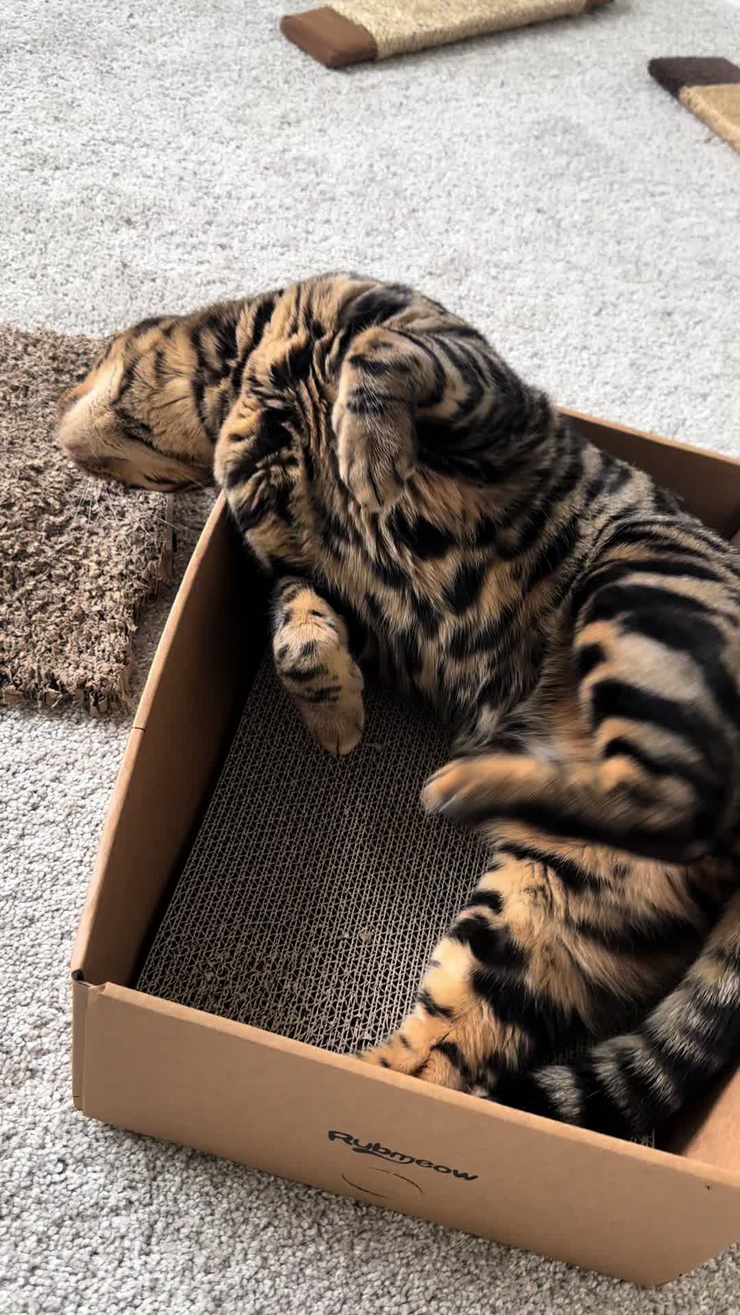 @Tiny Leopard Cats