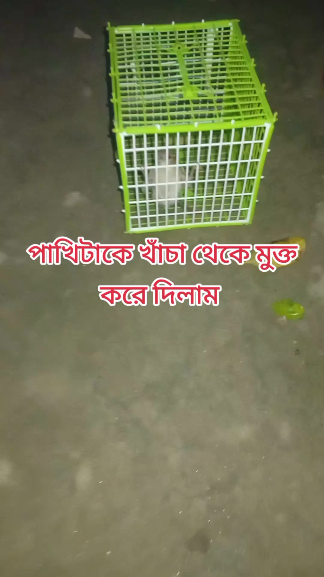 @ওয়াজিহার আম্মু