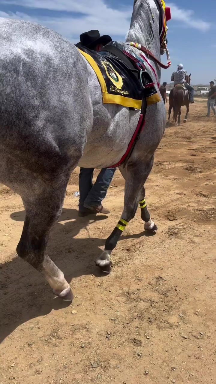 @carriles altos de jalisco🐎