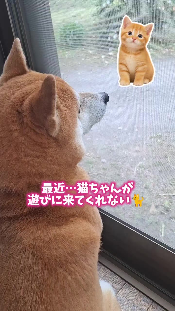 @柴犬リクママ