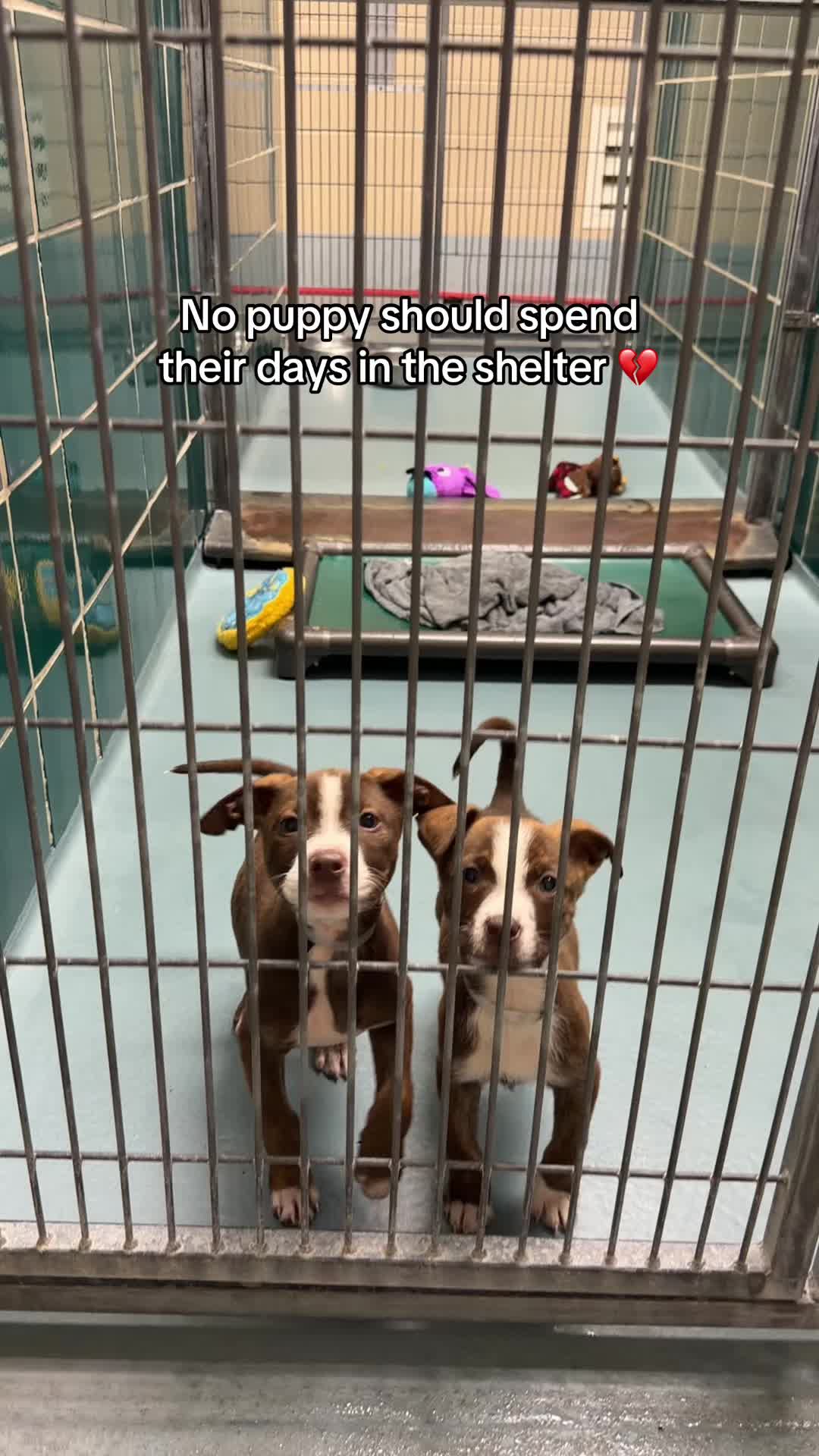 @Adopt a Pet