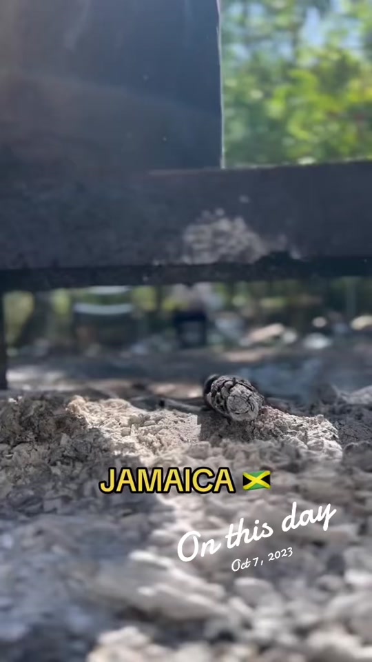 @OneGuchii | DiTravela 🇯🇲