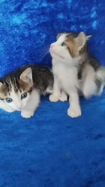 @Yildiz Rizeli 53 34