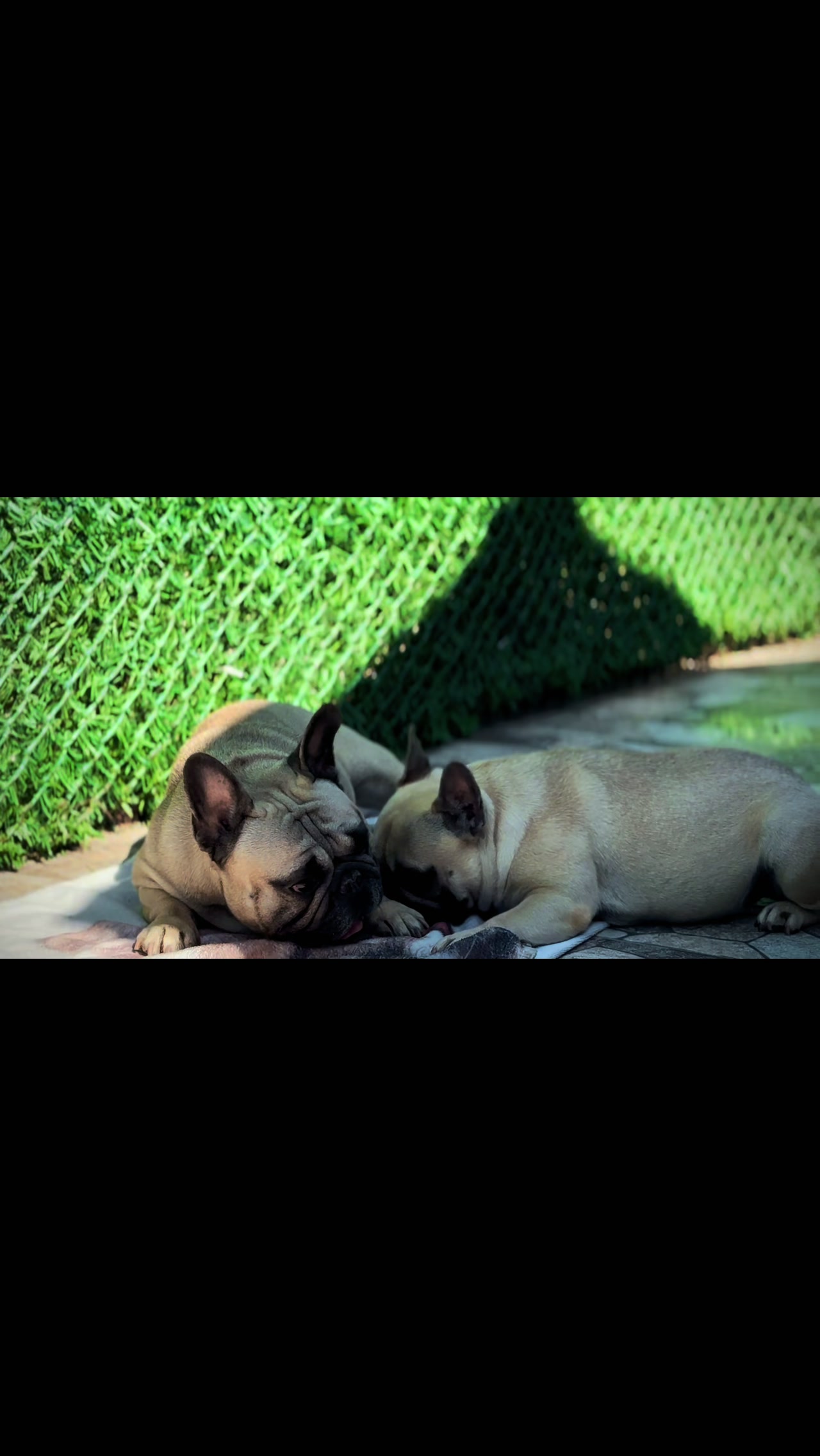 @Bosphorus Bulls French Bulldog