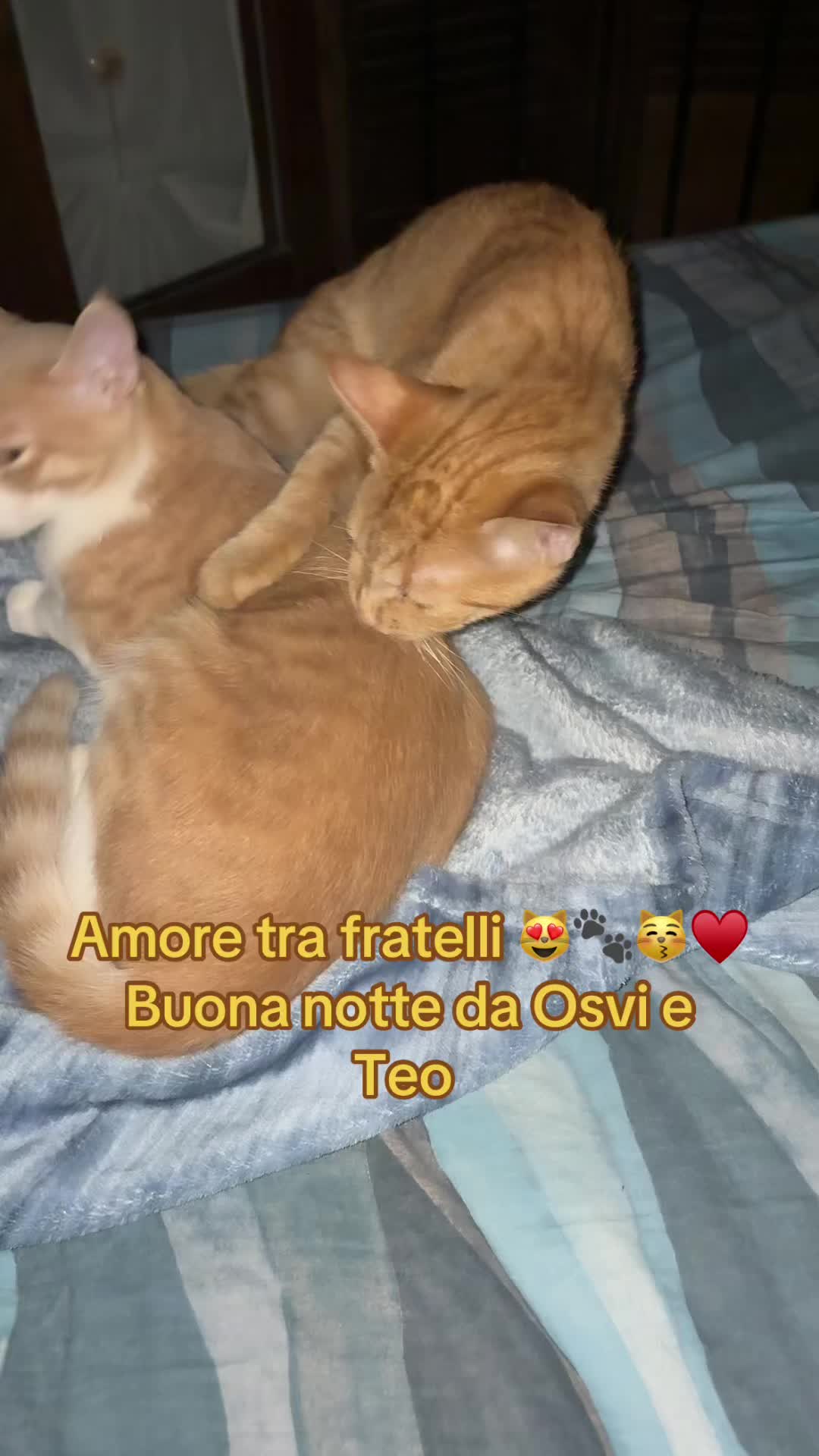 @zenika72
