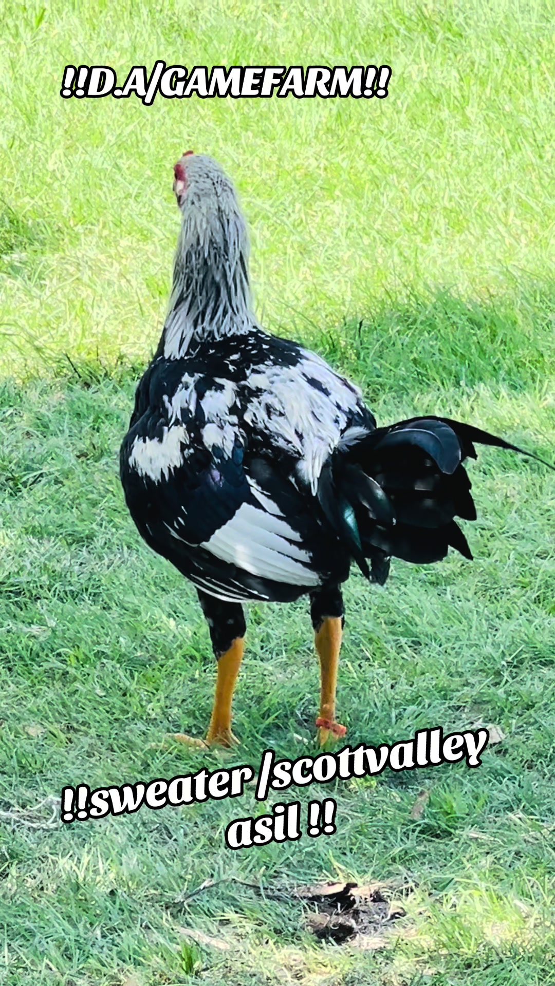 @DAgamefarm