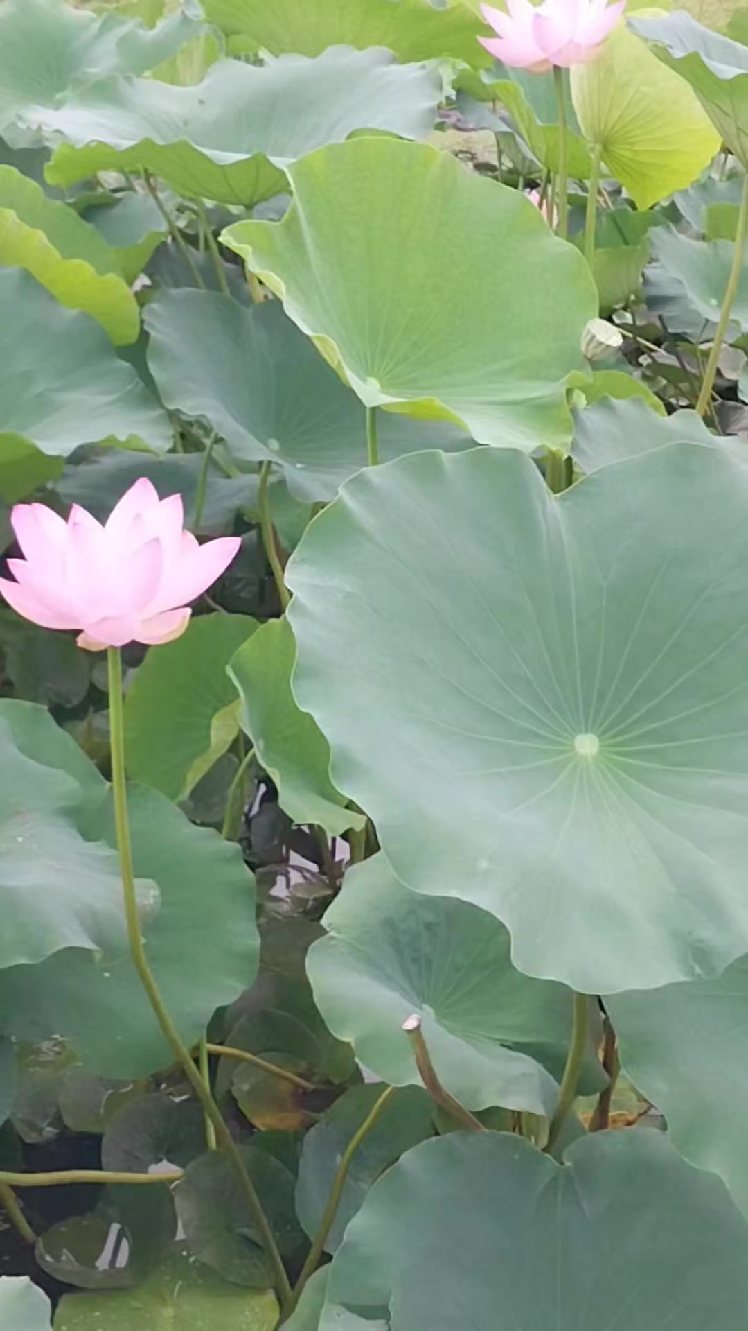 @맘껏웃어요