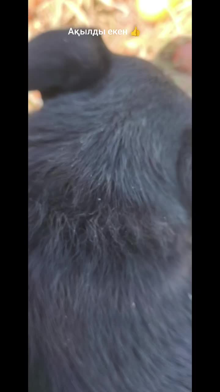 @Балкия