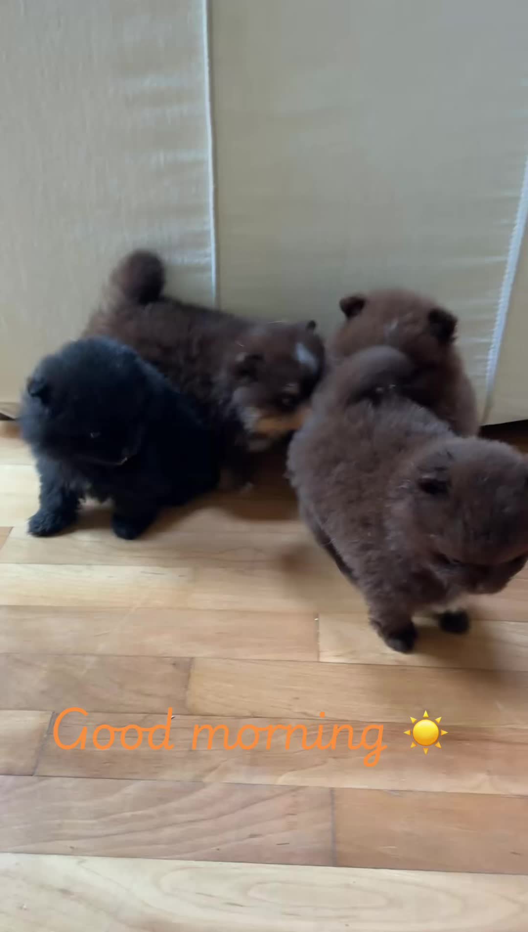 @Fingerlakes Pomeranians