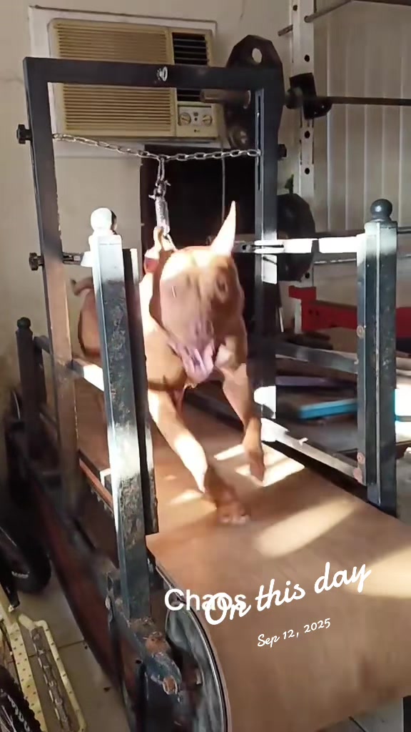 @Canine Conditioning