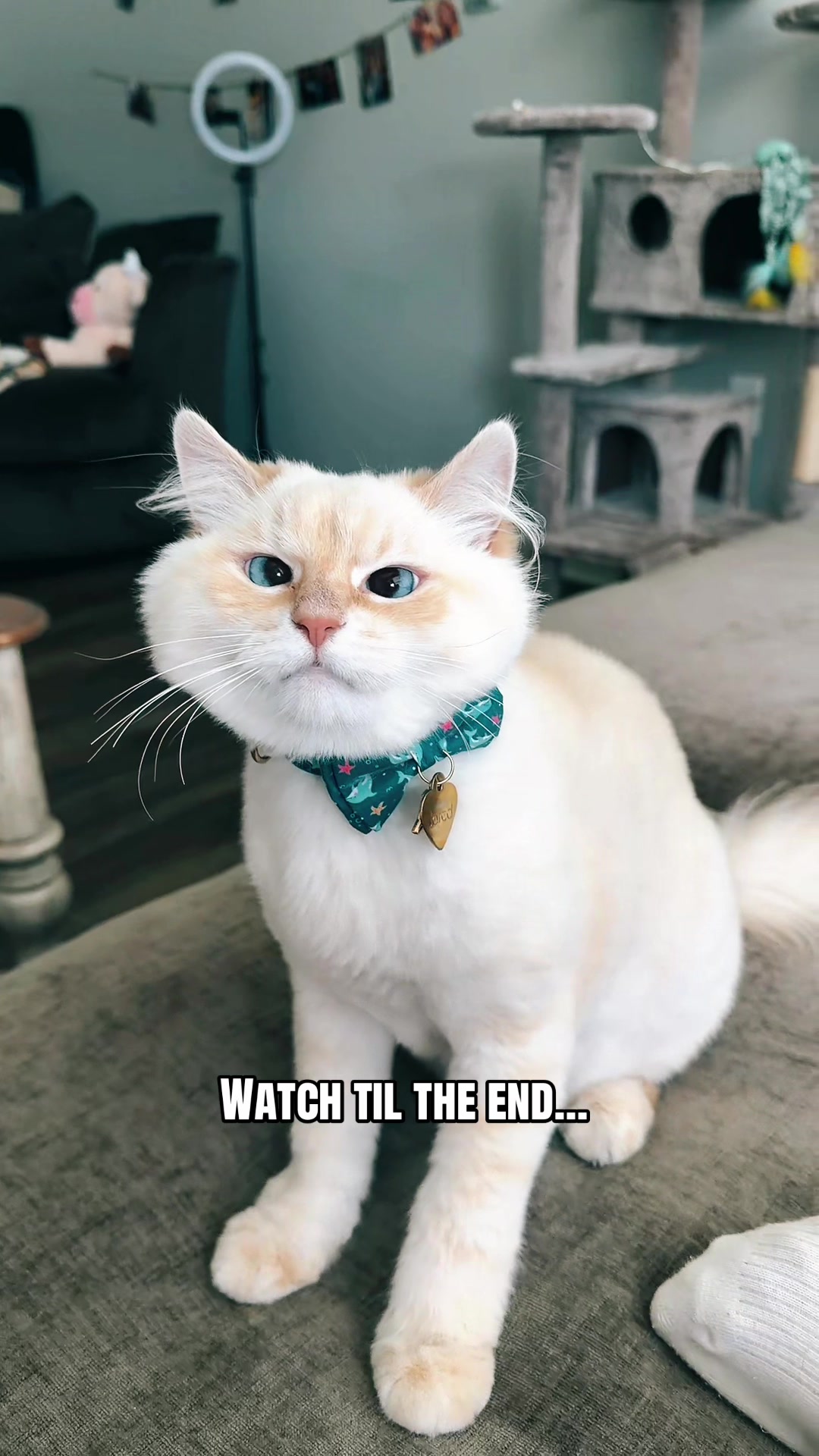 @jaredthecrosseyedcat