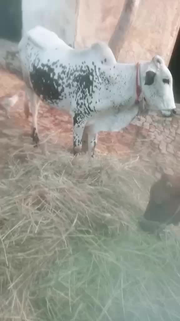 @Ali Khan