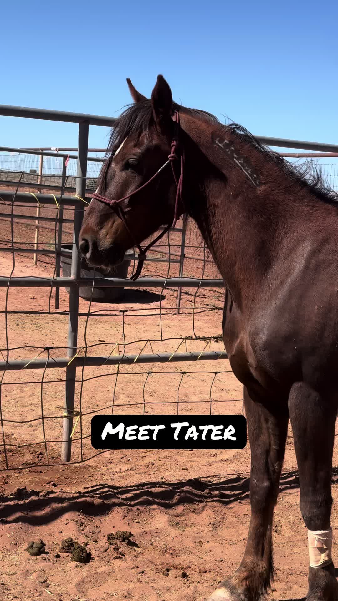 @CanyonStateHorsemanship