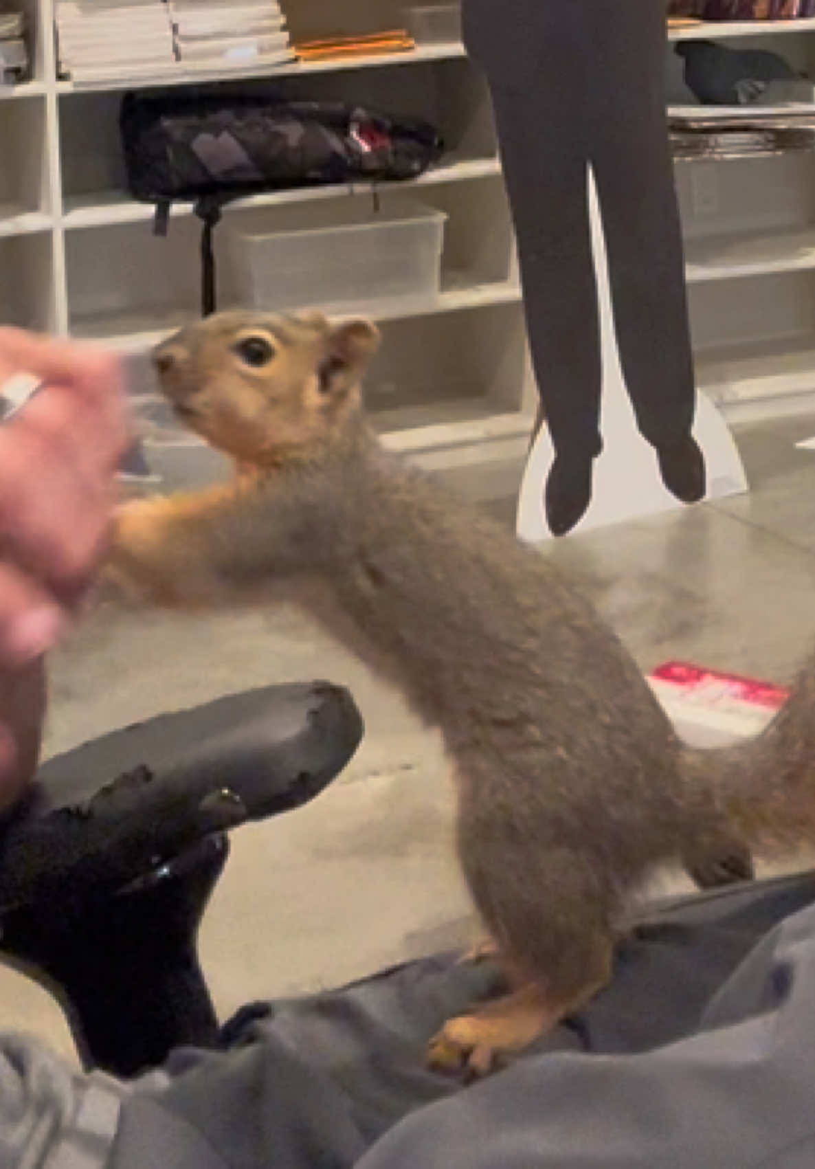 @Squirrel Guy