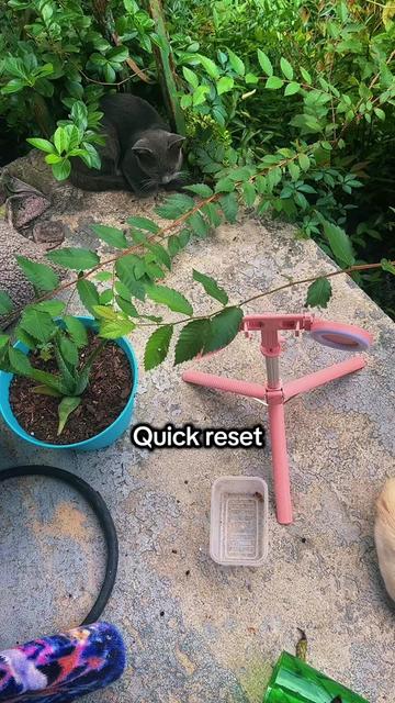 @🍄