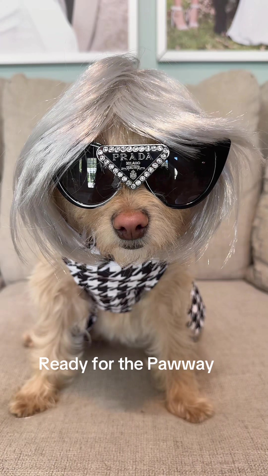 @massimo.the.maltipoo