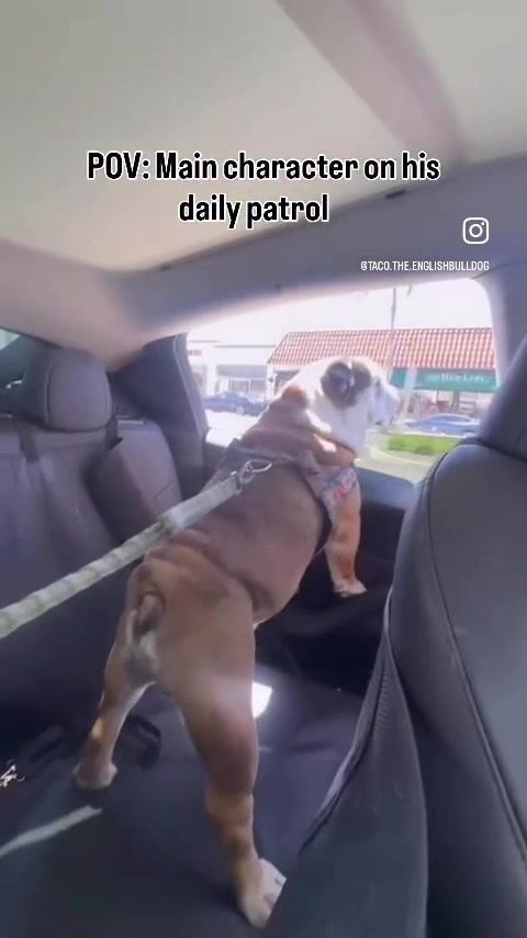 @Taco 🐶🧿