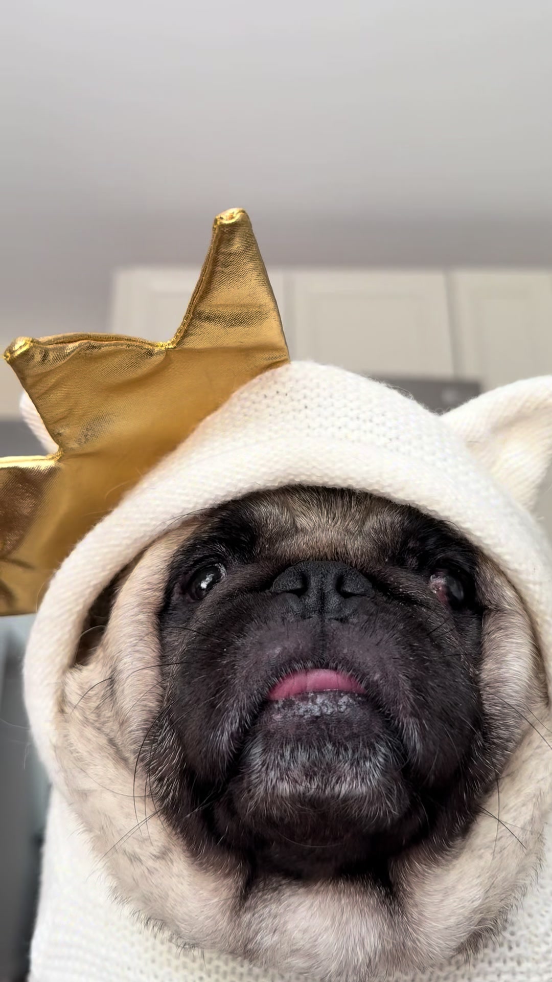 @PEARL - Quadruple-Amputee Pug