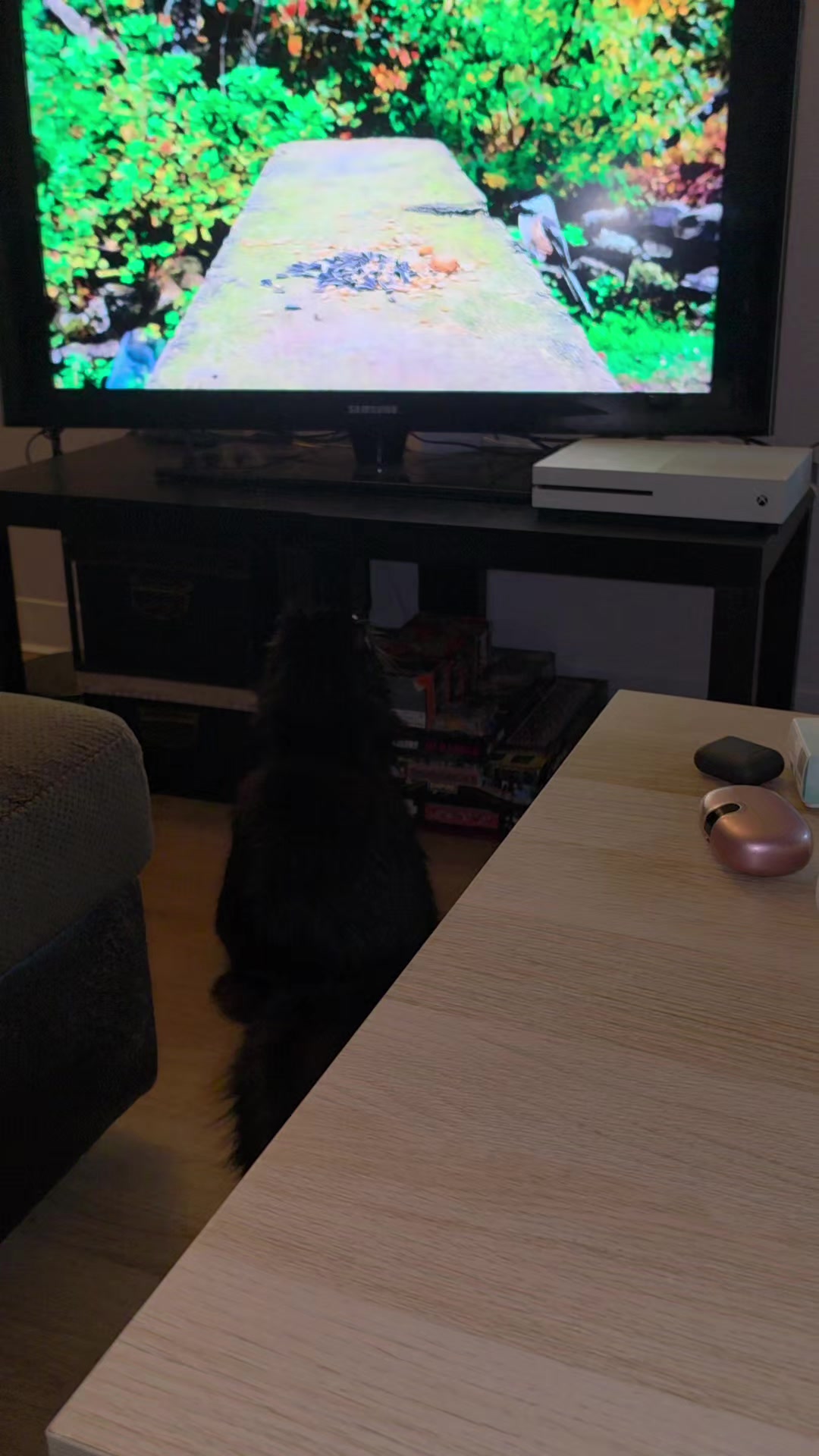 @AtticaTheTuxedoCat