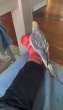 @farnazdeura2424
