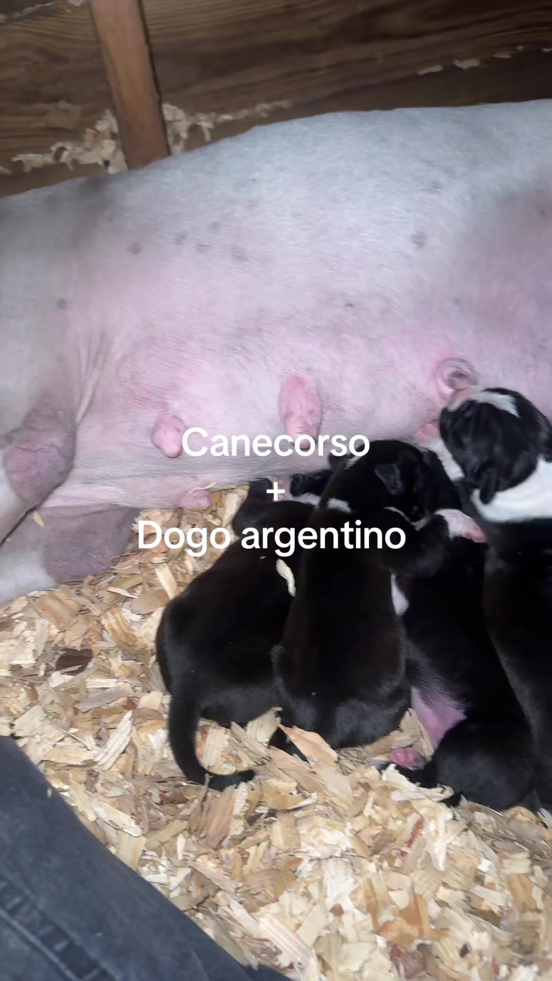 @Carlito