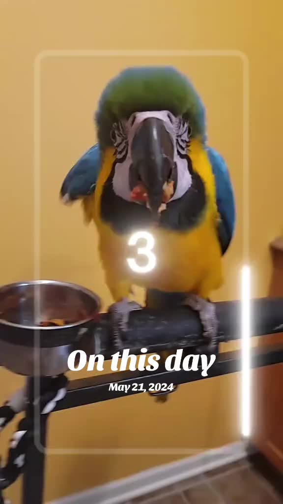 @🕴🏻Heisenbird🐦