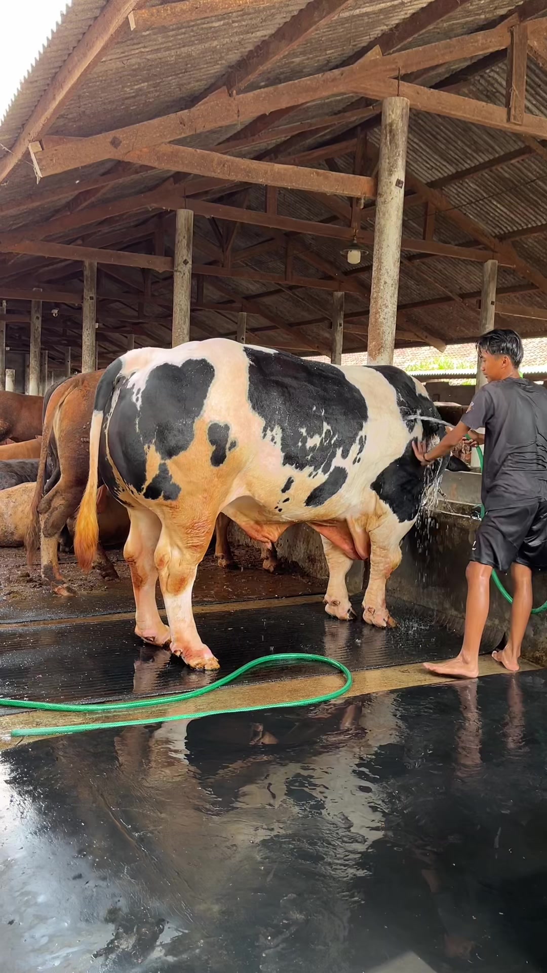 @Wisnu Farm Lampung