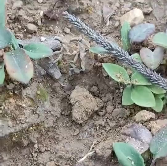 @狮城打工牛马