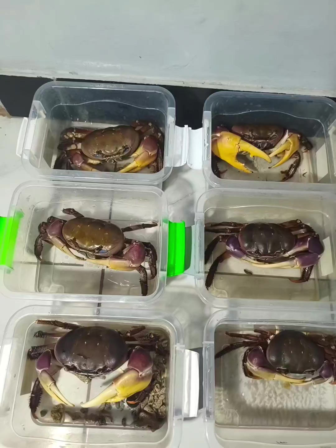 @Pakell