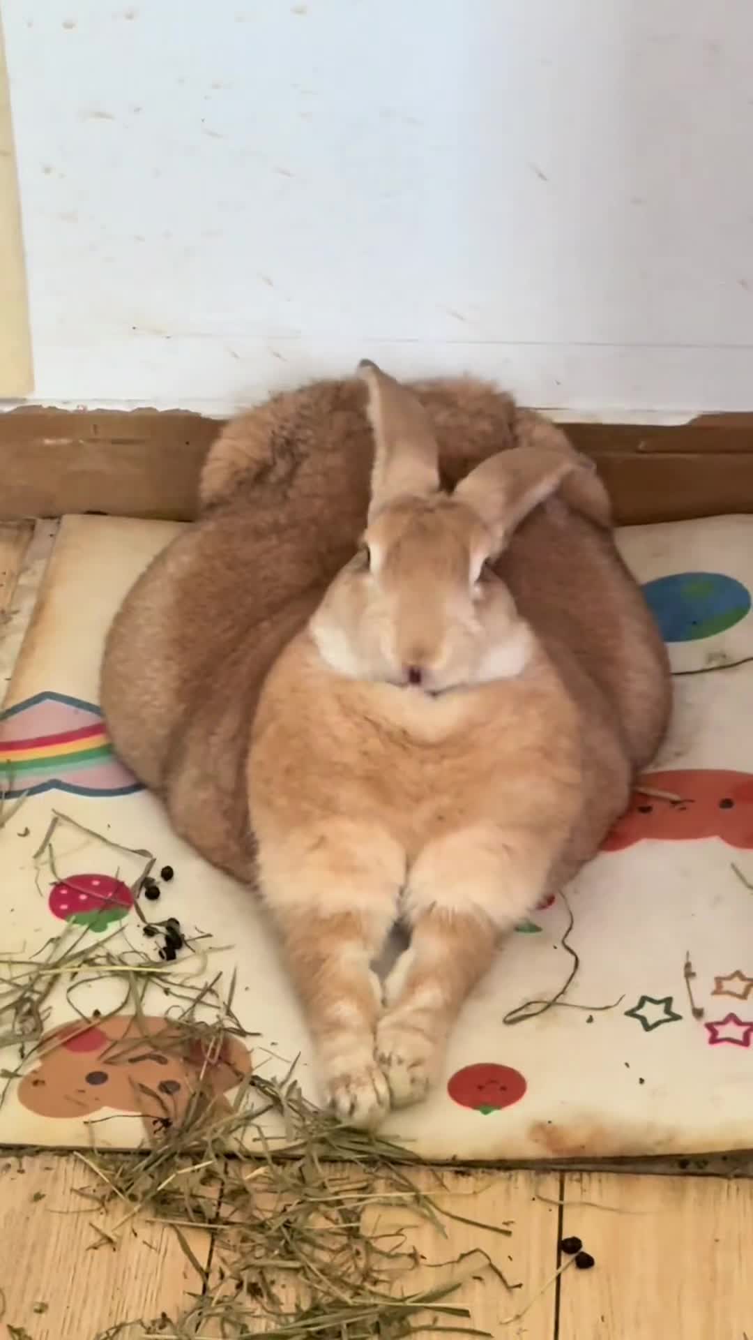 @RabbitNow19