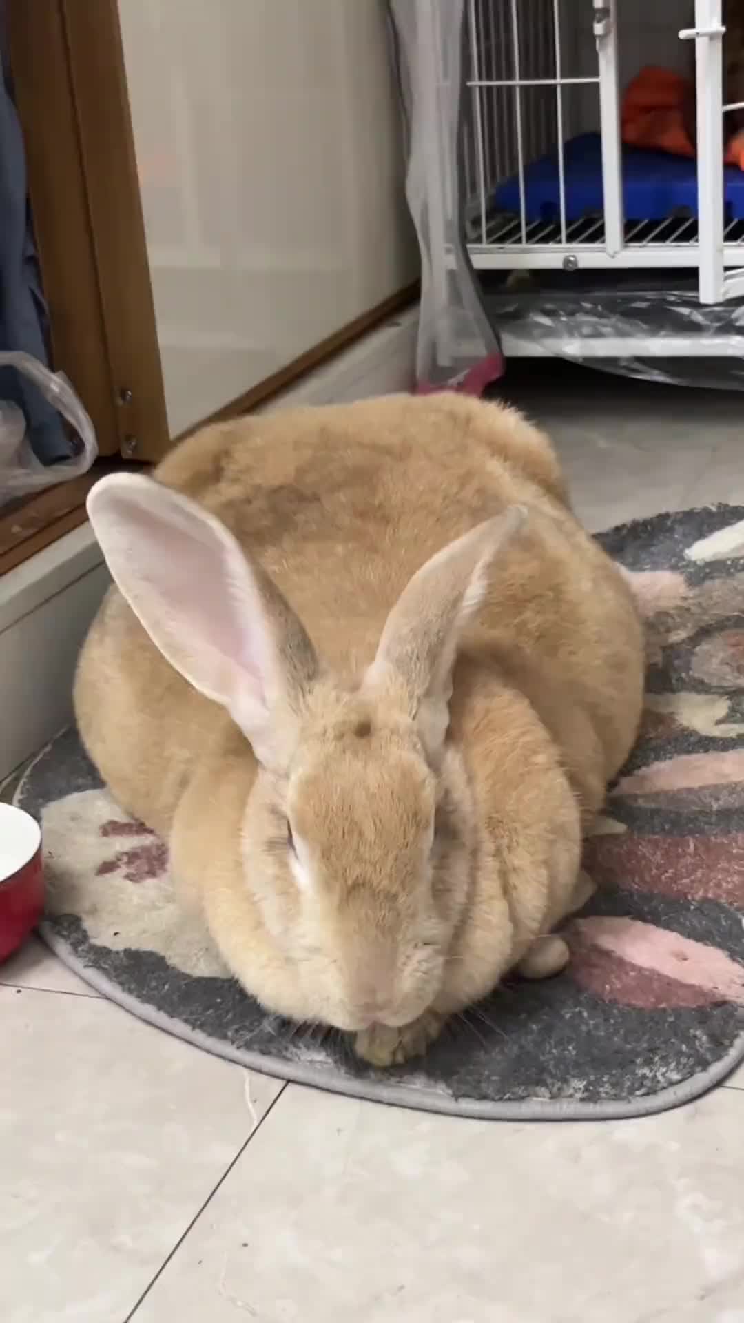 @RabbitNow19