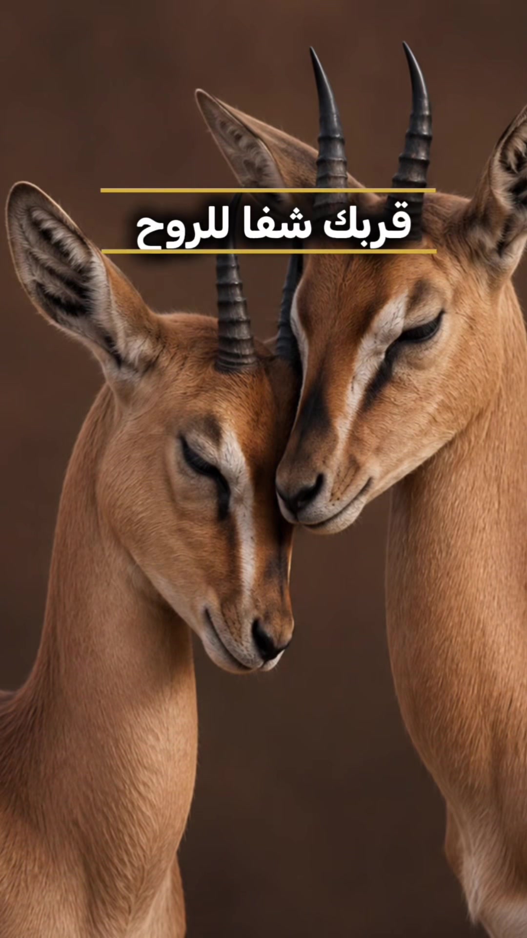 @﮼غزال🦌