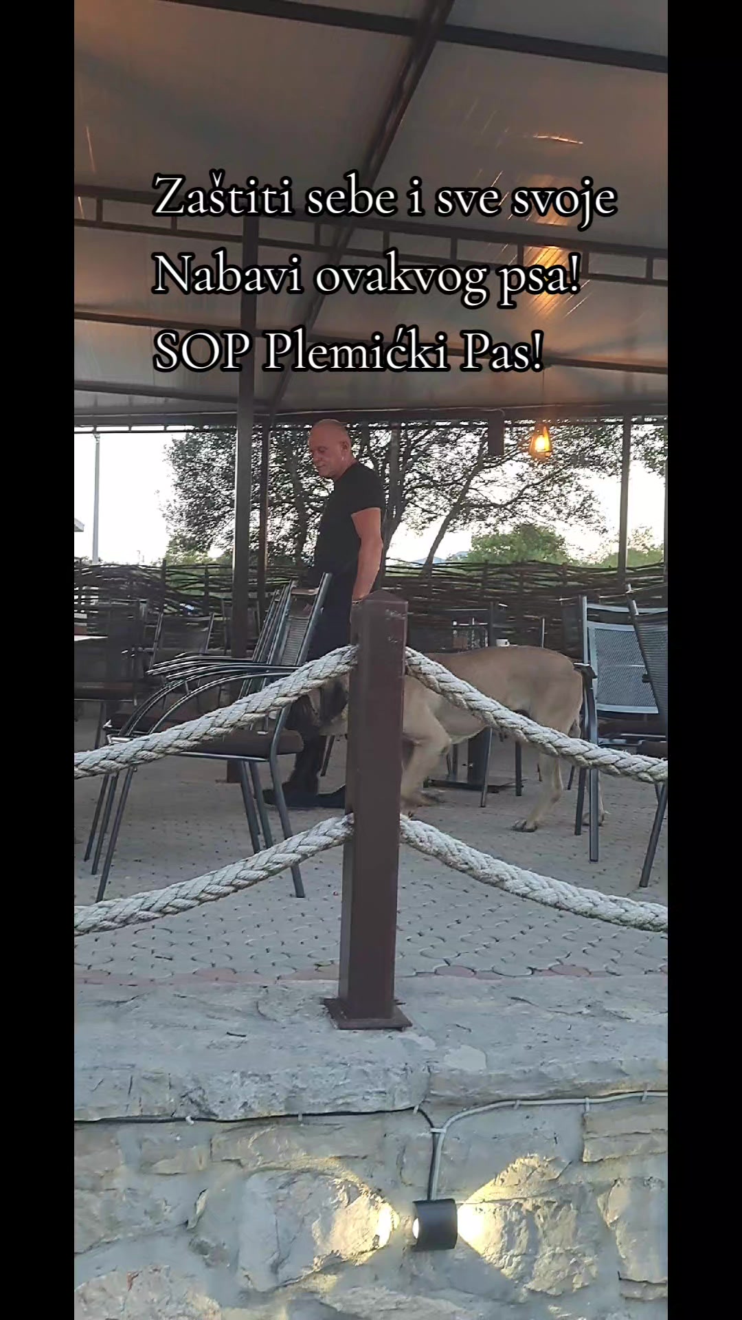 @Plemićki pas Srpski mastif