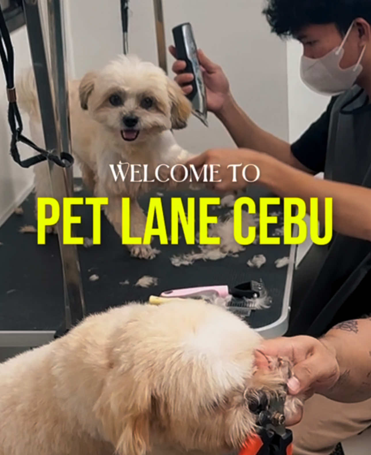@petlanecebu