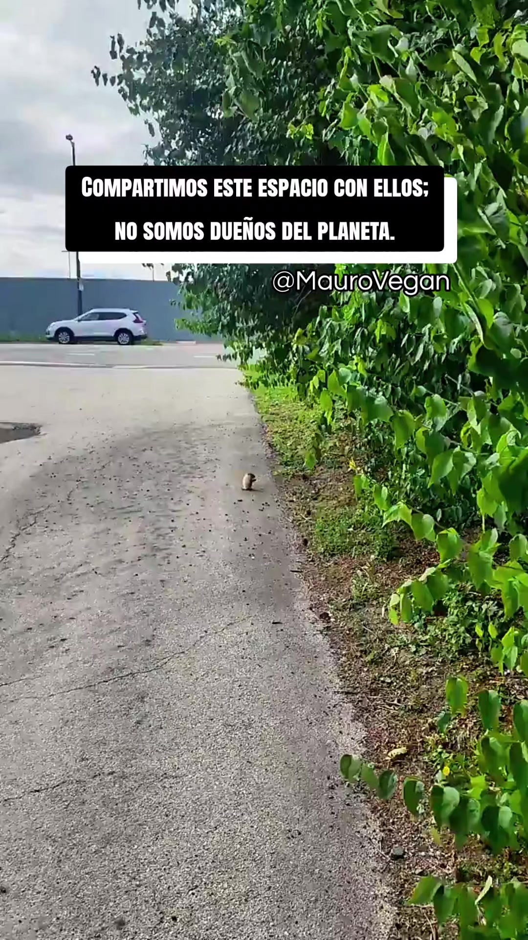 @Mauro Vegan🐑