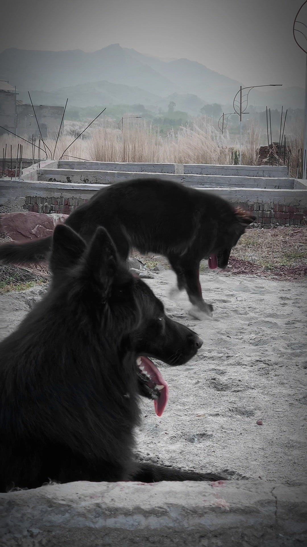 @Black German Shepherd😈