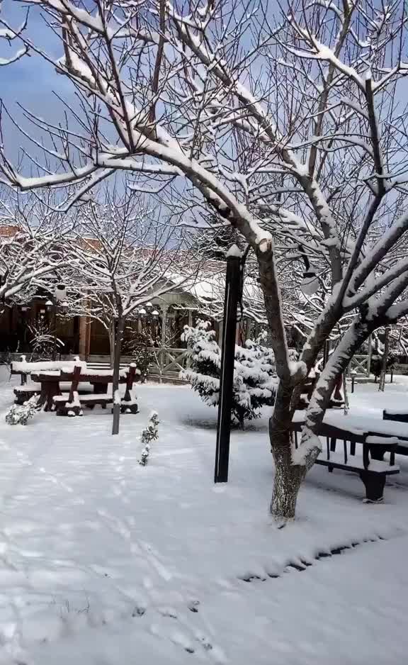 @ანი გერლიანი