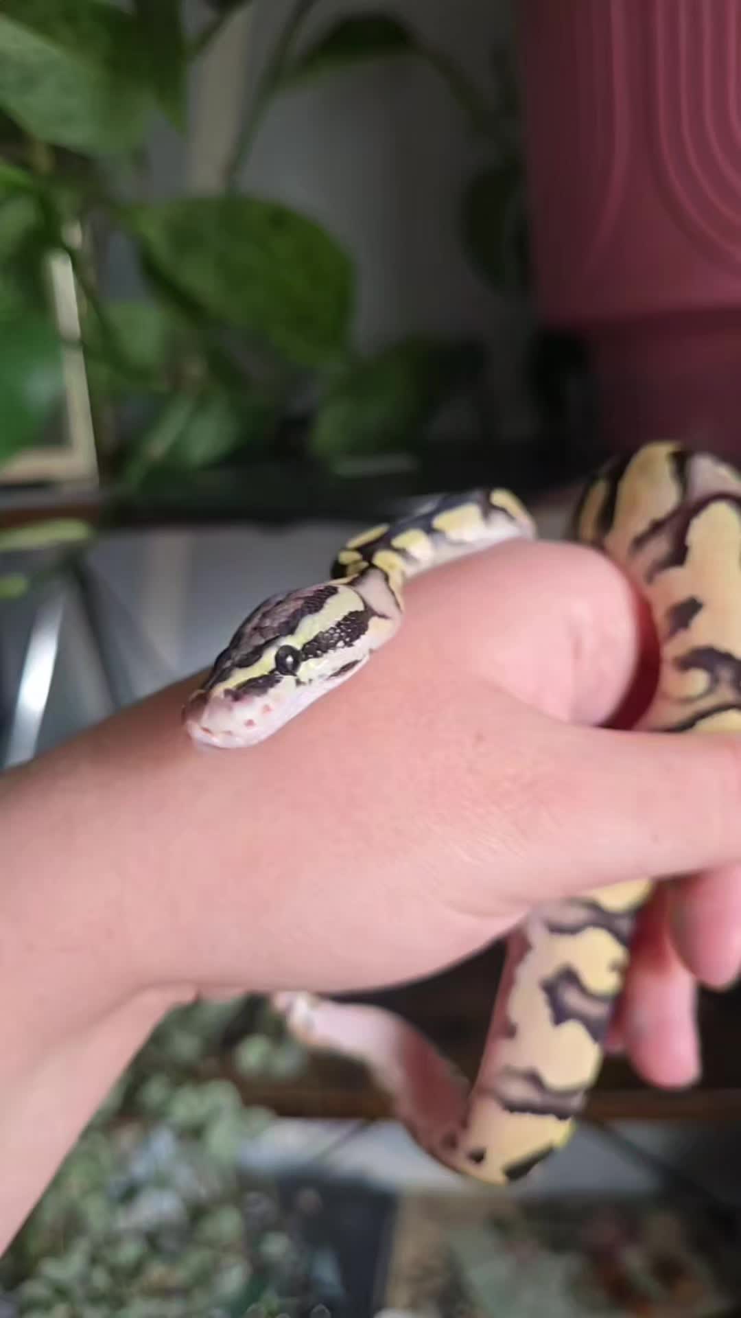 @MoonlitMorphs
