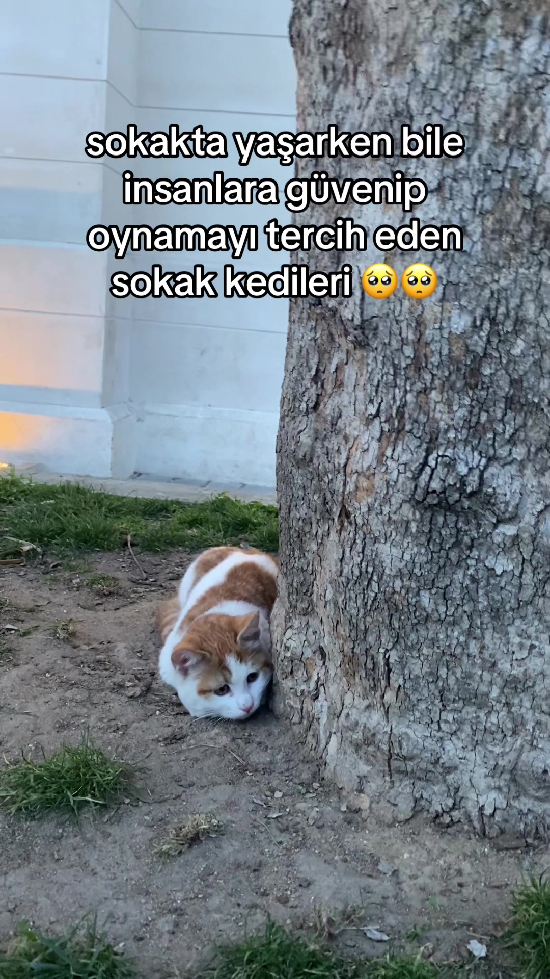 @eda ✩₊˚.⋆☾𓃠☽⋆⁺₊✧