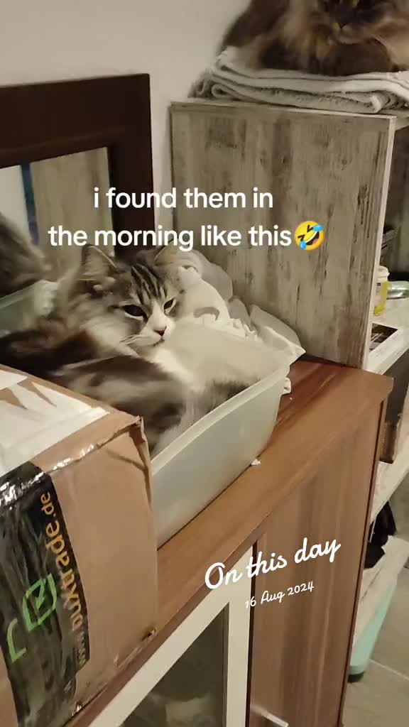 @LeonMylo