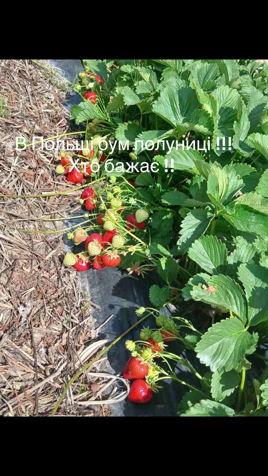 @Світлана